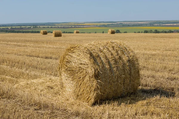 Campo Após Colheita Pela Manhã Grandes Fardos Feno Campo Trigo — Fotografia de Stock