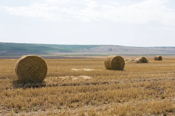 Field Harvest Morning Large Bales Hay Wheat Field — Stock Photo, Image