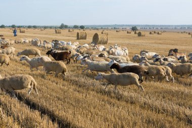 Bir keçi sürüsü buğday hasadından sonra biçilmiş bir tarlada otlar. Büyük yuvarlak yığın yığınları.