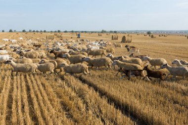 Bir keçi sürüsü buğday hasadından sonra biçilmiş bir tarlada otlar. Büyük yuvarlak yığın yığınları.
