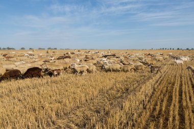 Bir keçi sürüsü buğday hasadından sonra biçilmiş bir tarlada otlar. Büyük yuvarlak yığın yığınları.