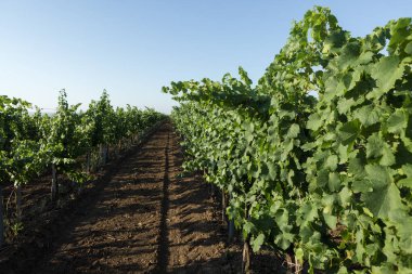 Yazın üzüm bağı çiftliği. Çalılar tarafından oluşturulan yeşil sarmaşık..