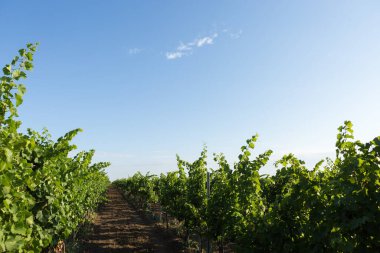 Yazın üzüm bağı çiftliği. Çalılar tarafından oluşturulan yeşil sarmaşık..