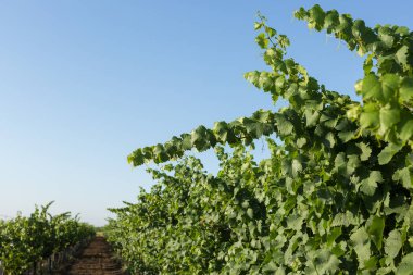 Yazın üzüm bağı çiftliği. Çalılar tarafından oluşturulan yeşil sarmaşık..