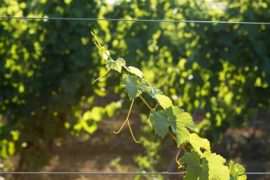 Yazın üzüm bağı çiftliği. Çalılar tarafından oluşturulan yeşil sarmaşık..