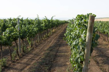 Yazın üzüm bağı çiftliği. Çalılar tarafından oluşturulan yeşil sarmaşık..