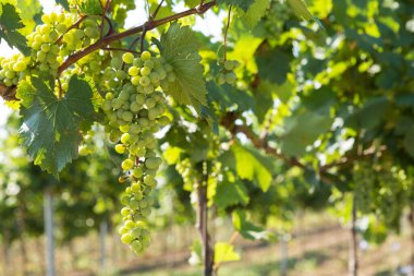 Yazın üzüm bağı çiftliği. Çalılar tarafından oluşturulan yeşil sarmaşık..