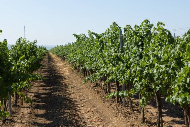 Yazın üzüm bağı çiftliği. Çalılar tarafından oluşturulan yeşil sarmaşık..