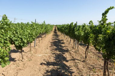 Yazın üzüm bağı çiftliği. Çalılar tarafından oluşturulan yeşil sarmaşık..