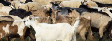 Koyunlar ve keçiler baharda yeşil çimlerde otlar.