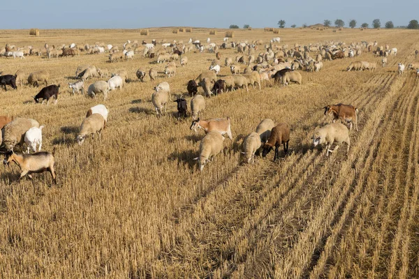 小麦を収穫した後 山野でヤギの群れが放牧されます 山の大きな丸い玉 — ストック写真
