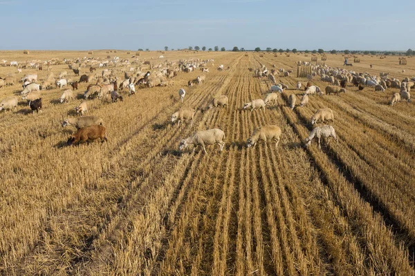 Herd Goats Graze Mown Field Harvesting Wheat Large Bales Stacks — Stock Photo, Image