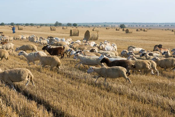 Una Manada Cabras Pastan Campo Segado Después Cosechar Trigo Grandes — Foto de Stock