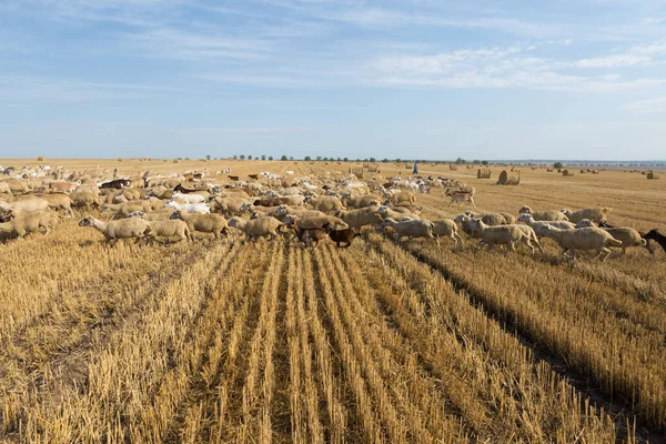 Herd Goats Graze Mown Field Harvesting Wheat Large Bales Stacks — Stock Photo, Image