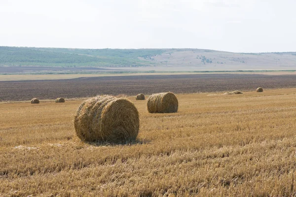 Field Harvest Morning Large Bales Hay Wheat Field — Stock Photo, Image