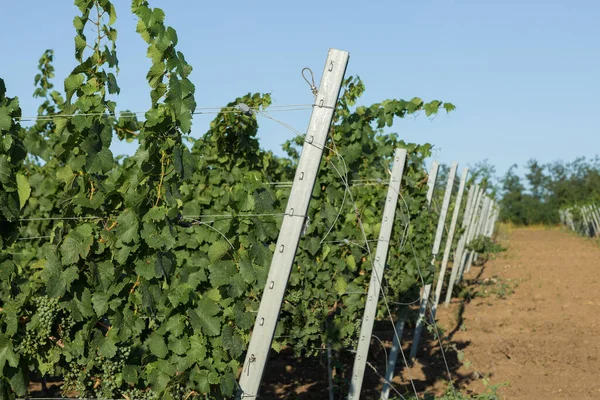 Plantación Viñedos Verano Viña Verde Crecimiento Formada Por Arbustos — Foto de Stock