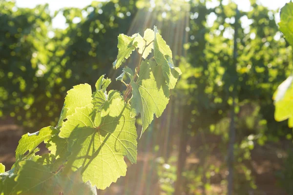 Plantación Viñedos Verano Viña Verde Crecimiento Formada Por Arbustos — Foto de Stock