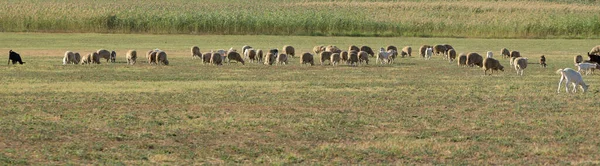 Schafe Und Ziegen Grasen Frühling Auf Grünem Gras — Stockfoto