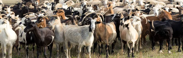 Ovce Kozy Jaře Pasou Zelené Trávě — Stock fotografie