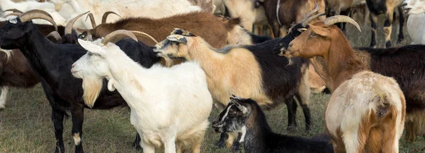Овцы Козы Пасутся Зеленой Траве Весной — стоковое фото