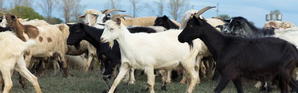 Ovejas Cabras Pastan Sobre Hierba Verde Primavera — Foto de Stock