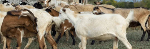 Sheep and goats graze on green grass in spring