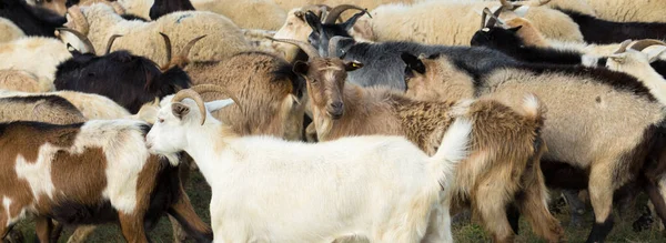 Koyunlar Keçiler Baharda Yeşil Çimlerde Otlar — Stok fotoğraf