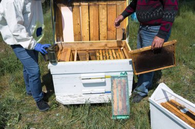 Arı kovanındaki bir çiftçi balmumu petekleriyle çerçeveleri tutar. Bal koleksiyonu için planlanmış hazırlık.