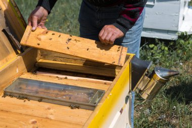 Arı kovanındaki bir çiftçi balmumu petekleriyle çerçeveleri tutar. Bal koleksiyonu için planlanmış hazırlık.