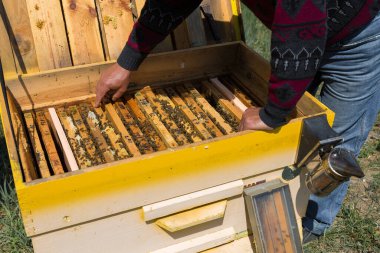Arı kovanındaki bir çiftçi balmumu petekleriyle çerçeveleri tutar. Bal koleksiyonu için planlanmış hazırlık.