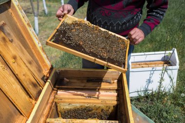 Arı kovanındaki bir çiftçi balmumu petekleriyle çerçeveleri tutar. Bal koleksiyonu için planlanmış hazırlık.
