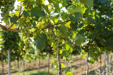Yazın üzüm bağı çiftliği. Çalılar tarafından oluşturulan yeşil sarmaşık..