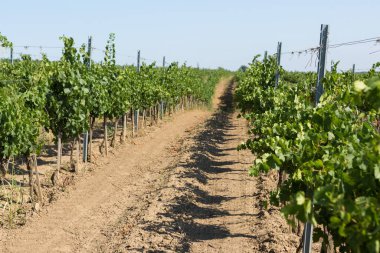 Yazın üzüm bağı çiftliği. Çalılar tarafından oluşturulan yeşil sarmaşık..