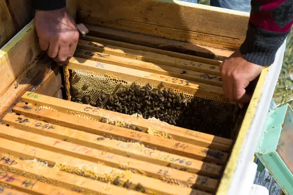 Contadino Ape Apiario Tiene Cornici Con Favi Cera Preparazione Prevista — Foto Stock