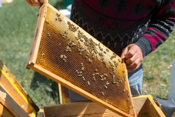 Seorang Petani Pada Lebah Apiary Memegang Frame Dengan Sarang Madu — Stok Foto