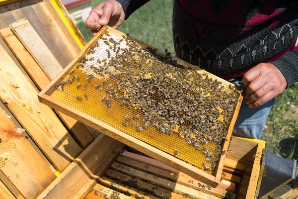 Farmer Bee Apiary Holds Frames Wax Honeycombs Planned Preparation Collection — Stock Photo, Image