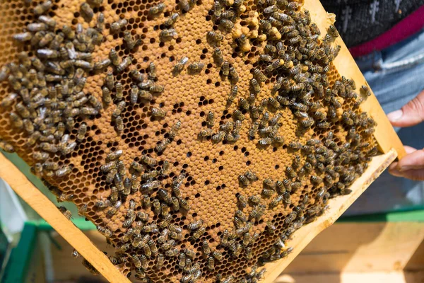 蜂箱上的农民拿着装有蜂蜡的框架 收集蜂蜜的计划准备工作 — 图库照片