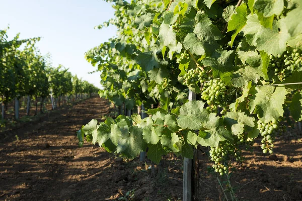 Plantación Viñedos Verano Viña Verde Crecimiento Formada Por Arbustos — Foto de Stock