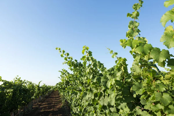 Plantación Viñedos Verano Viña Verde Crecimiento Formada Por Arbustos — Foto de Stock