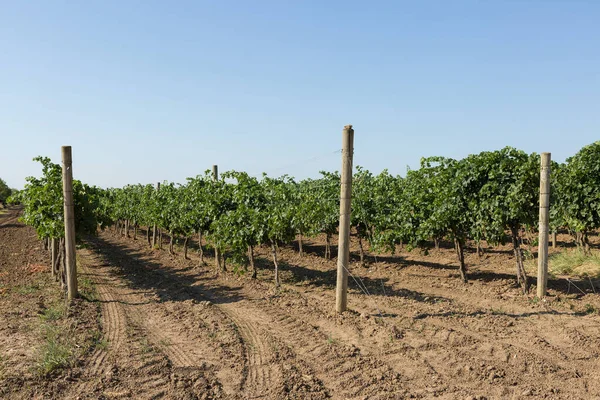 Plantación Viñedos Verano Viña Verde Crecimiento Formada Por Arbustos — Foto de Stock