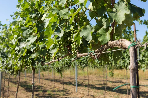 Plantación Viñedos Verano Viña Verde Crecimiento Formada Por Arbustos — Foto de Stock