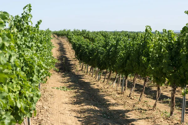 Piantagione Vigneti Estate Vitigno Crescita Verde Formato Cespugli — Foto Stock