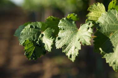 Yazın üzüm bağı çiftliği. Çalılar tarafından oluşturulan yeşil sarmaşık..