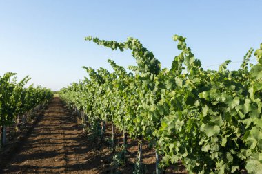 Yazın üzüm bağı çiftliği. Çalılar tarafından oluşturulan yeşil sarmaşık..