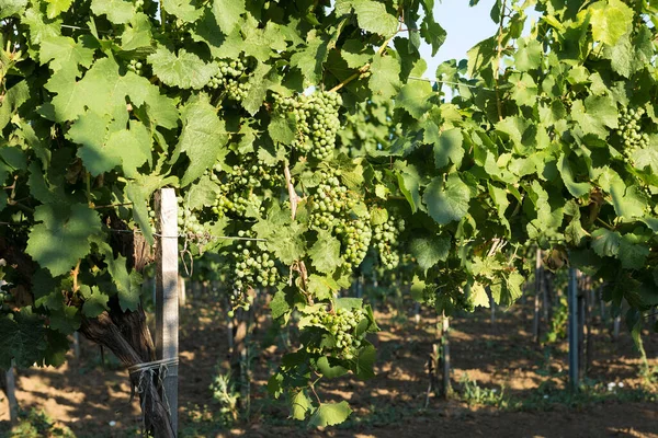 Plantacja Winnic Latem Zielone Uprawy Winorośli Utworzone Przez Krzewy — Zdjęcie stockowe