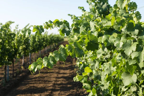 Plantación Viñedos Verano Viña Verde Crecimiento Formada Por Arbustos — Foto de Stock