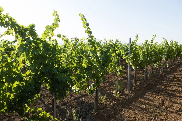 Plantación Viñedos Verano Viña Verde Crecimiento Formada Por Arbustos —  Fotos de Stock