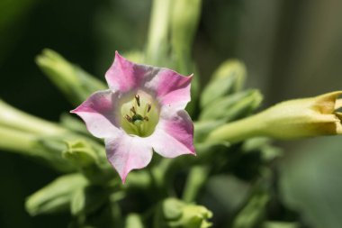 Tütün tarlasında büyük yaprak ekinleri yetişiyor. Nikotin bitkisinin pek çok narin pembe çiçeği.