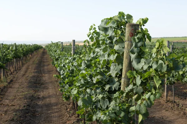 Plantación Viñedos Verano Viña Verde Crecimiento Formada Por Arbustos — Foto de Stock