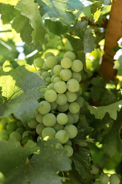 Plantación Viñedos Verano Viña Verde Crecimiento Formada Por Arbustos — Foto de Stock